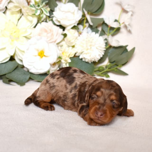 Genetic Tested & Stunning 11-14 Pound Dachshund Puppies media 16