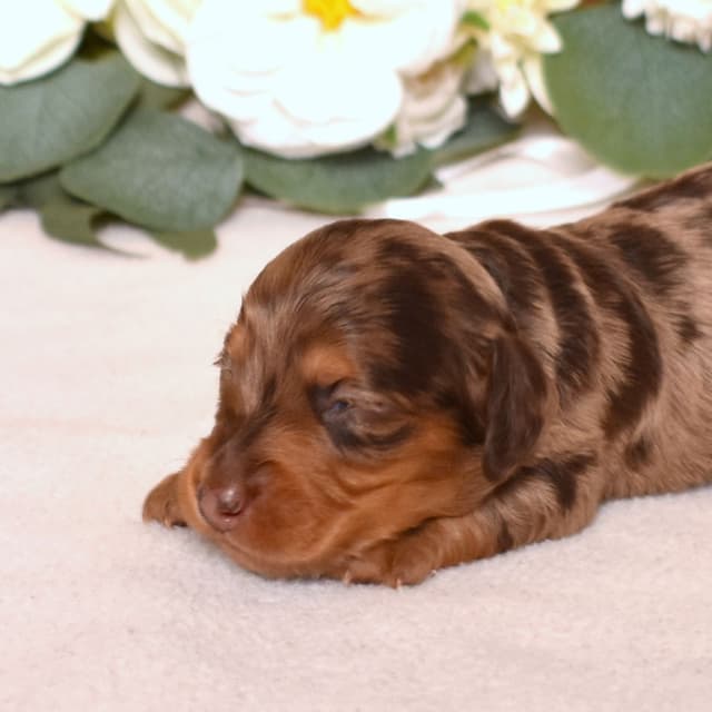 Genetic Tested & Stunning 11-14 Pound Dachshund Puppies media 17