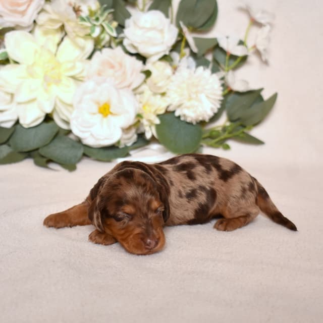 Genetic Tested & Stunning 11-14 Pound Dachshund Puppies media 18