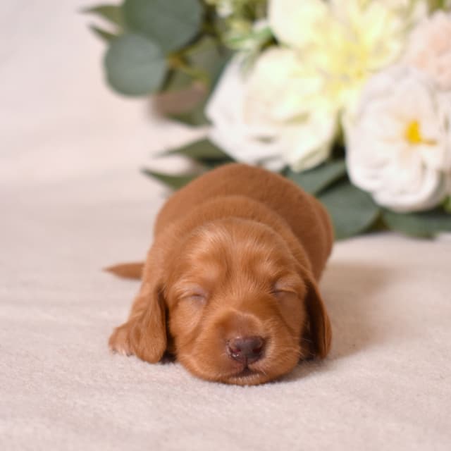 Genetic Tested & Stunning 11-14 Pound Dachshund Puppies media 19