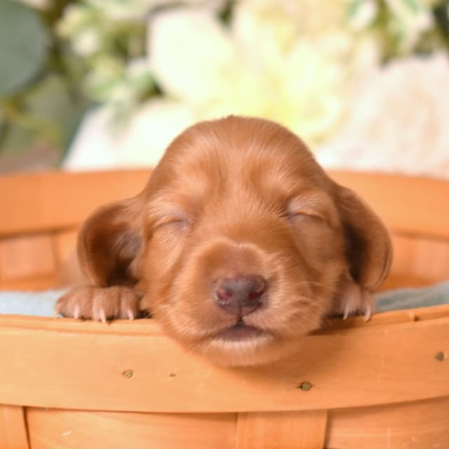 Genetic Tested & Stunning 11-14 Pound Dachshund Puppies media 20