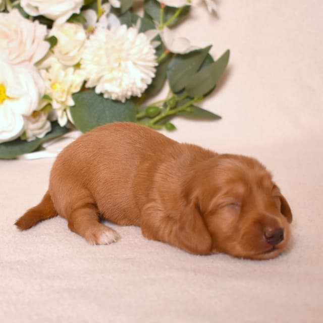 Genetic Tested & Stunning 11-14 Pound Dachshund Puppies media 21