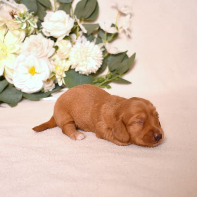 Genetic Tested & Stunning 11-14 Pound Dachshund Puppies media 22