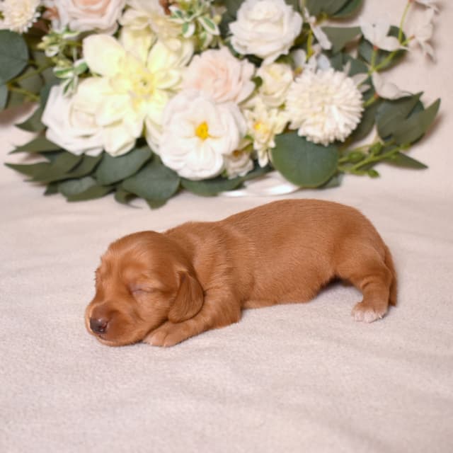 Genetic Tested & Stunning 11-14 Pound Dachshund Puppies media 23