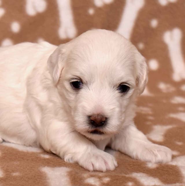 Three Gorgeous Coton de Tulear Puppies media 2