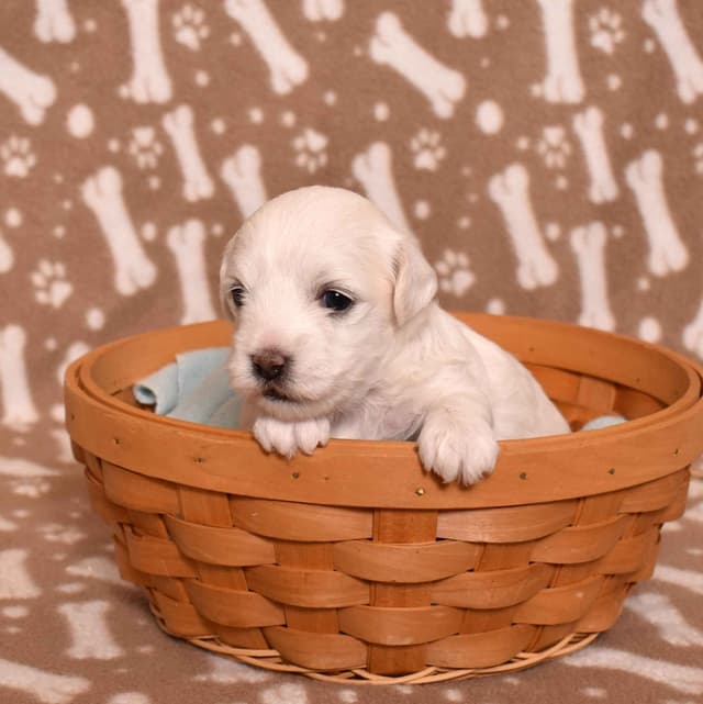 Three Gorgeous Coton de Tulear Puppies media 6