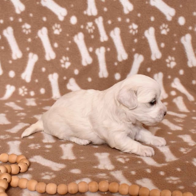 Three Gorgeous Coton de Tulear Puppies media 8