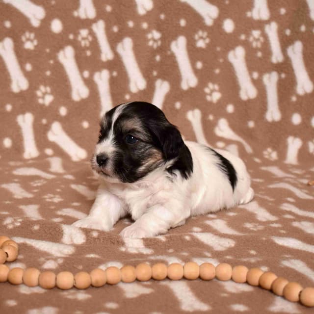 Three Gorgeous Coton de Tulear Puppies media 12