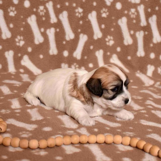 Three Gorgeous Coton de Tulear Puppies media 18