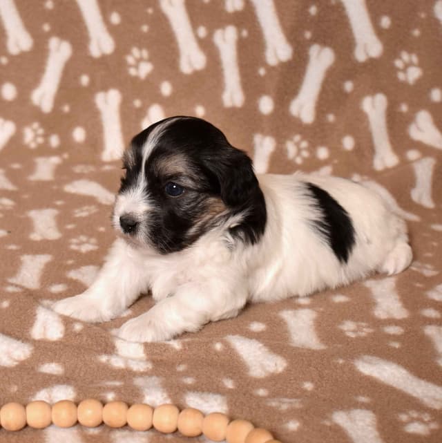 Three Gorgeous Coton de Tulear Puppies media 10