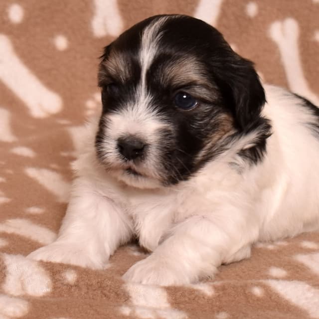 Three Gorgeous Coton de Tulear Puppies media 9