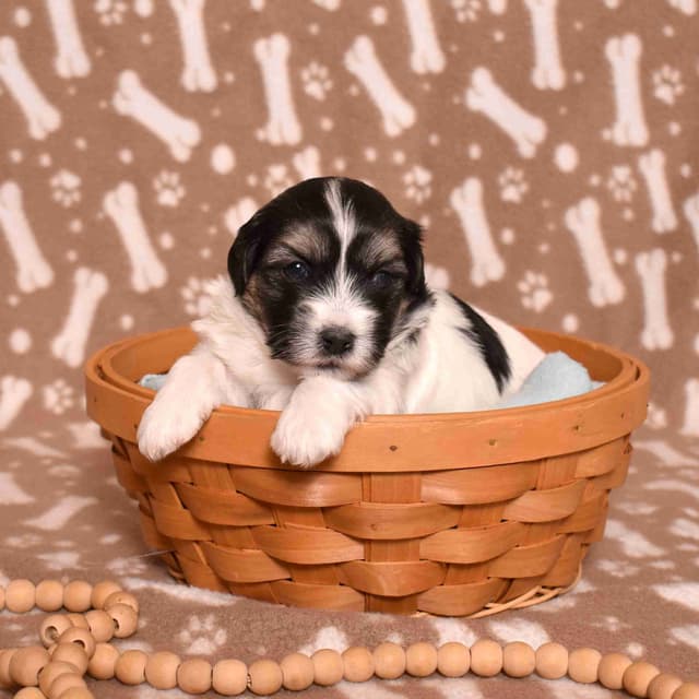 Three Gorgeous Coton de Tulear Puppies media 14