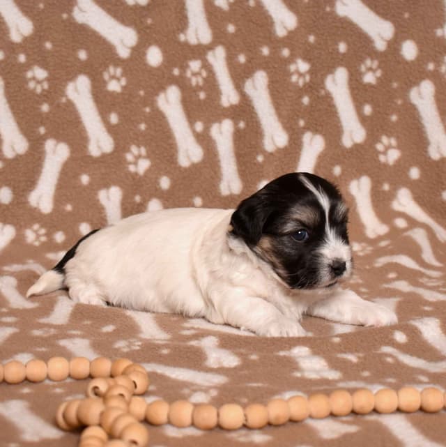 Three Gorgeous Coton de Tulear Puppies media 11