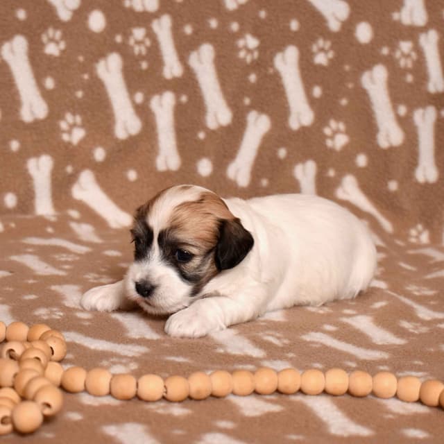 Three Gorgeous Coton de Tulear Puppies media 15