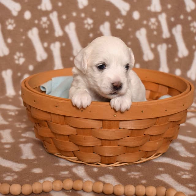 Three Gorgeous Coton de Tulear Puppies media 5