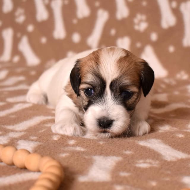 Three Gorgeous Coton de Tulear Puppies media 16
