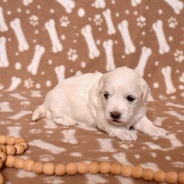 Three Gorgeous Coton de Tulear Puppies media 4