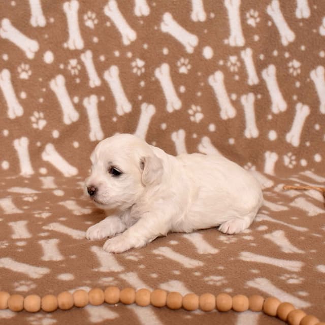 Three Gorgeous Coton de Tulear Puppies media 7