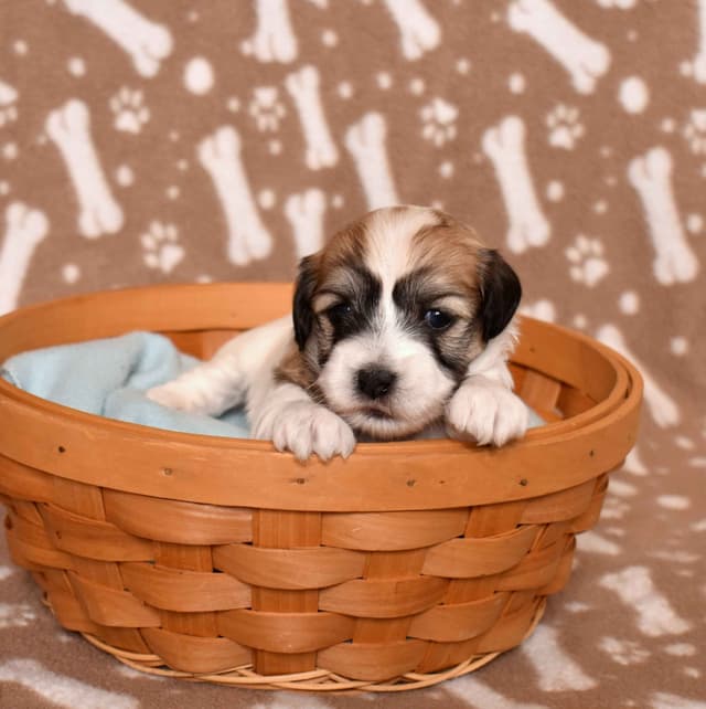 Three Gorgeous Coton de Tulear Puppies media 19