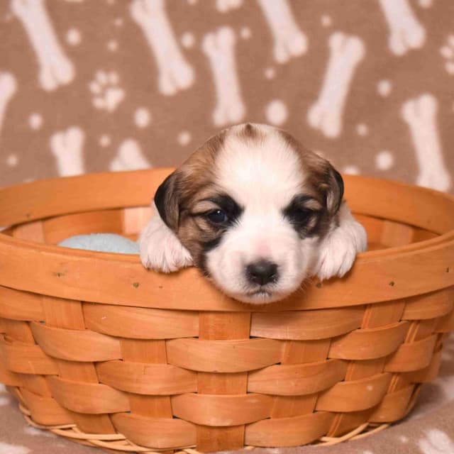 Coton de Tulear Puppies media 3