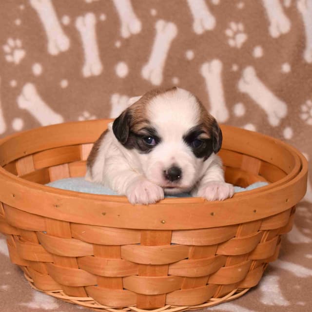 Coton de Tulear Puppies media 2
