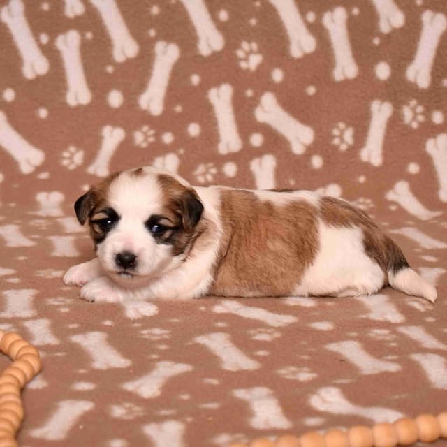 Coton de Tulear Puppies media 6