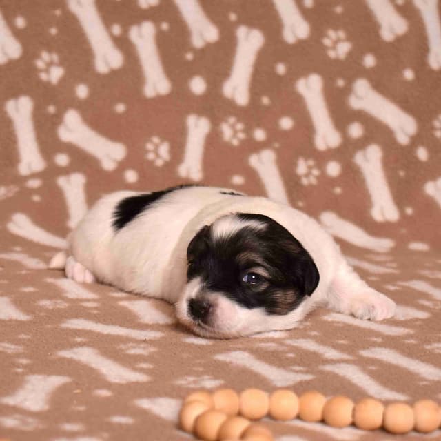 Coton de Tulear Puppies media 11