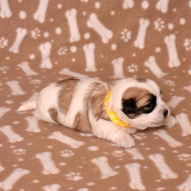 Coton de Tulear Puppies media 9