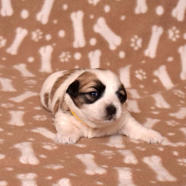 Coton de Tulear Puppies media 14