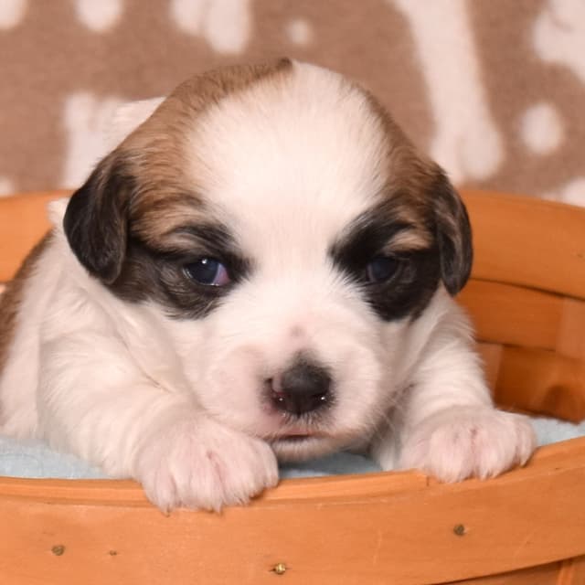 Coton de Tulear Puppies media 8