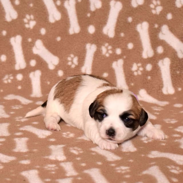 Coton de Tulear Puppies media 5