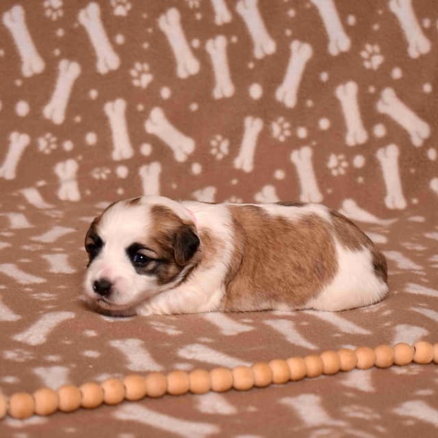 Coton de Tulear Puppies media 18