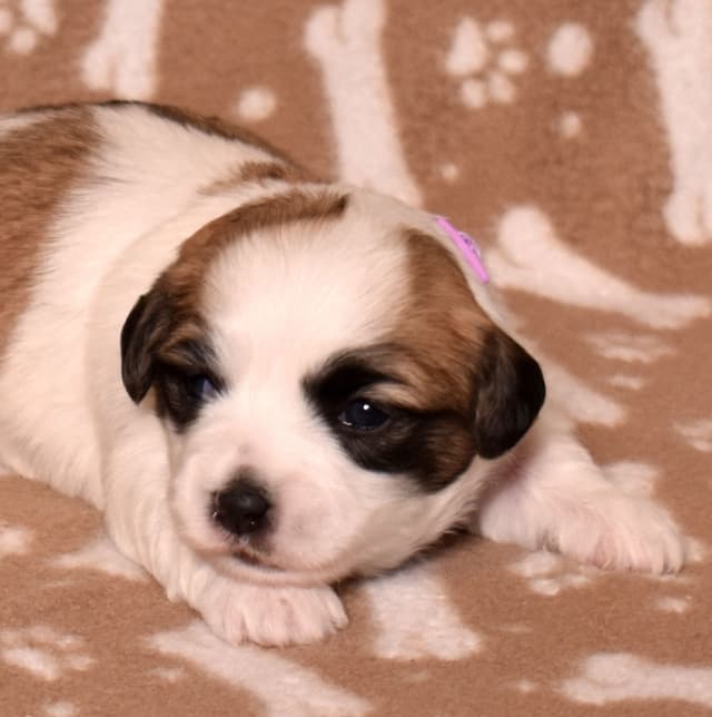 Coton de Tulear Puppies media 7