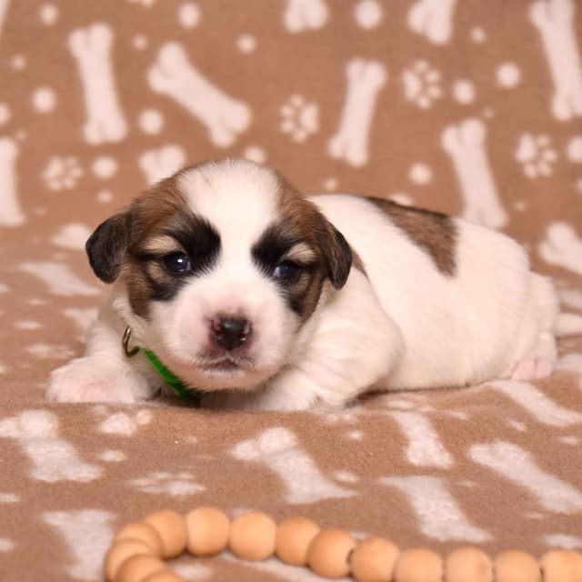 Coton de Tulear Puppies media 10