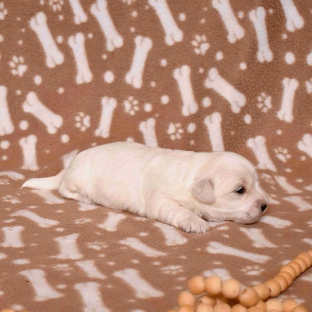 Coton de Tulear Puppies media 16