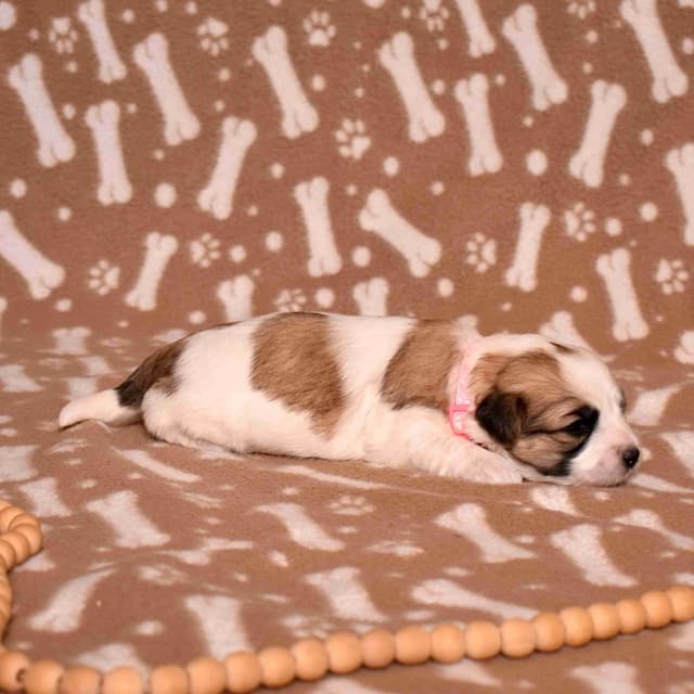 Coton de Tulear Puppies media 13