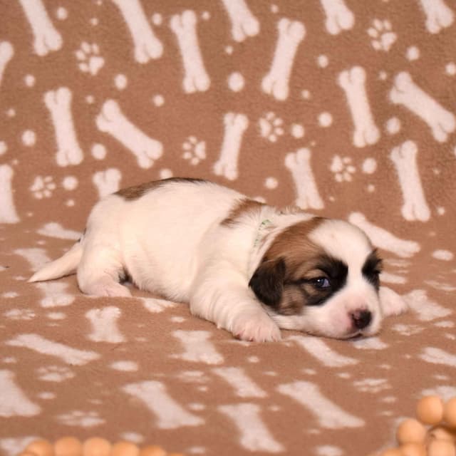 Coton de Tulear Puppies media 17