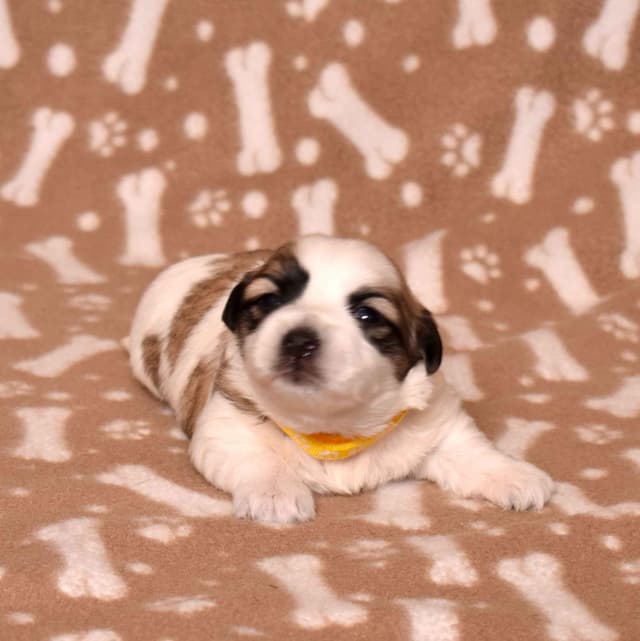 Coton de Tulear Puppies media 12