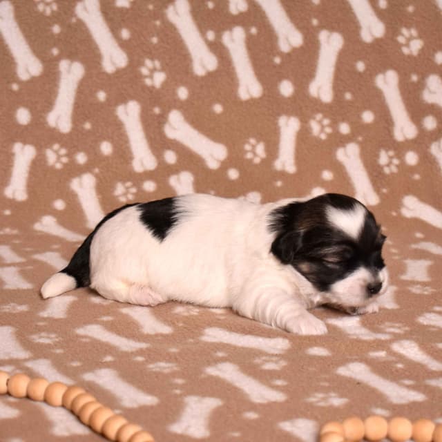 Coton de Tulear Puppies media 15