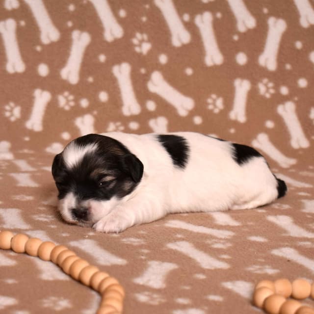 Coton de Tulear Puppies media 19