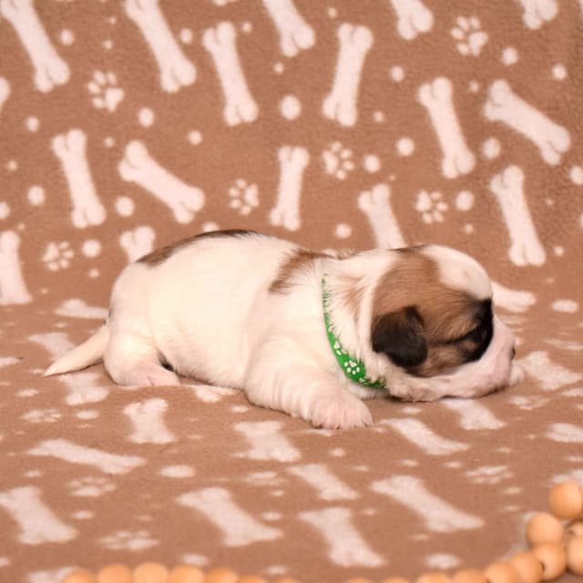 Coton de Tulear Puppies media 21