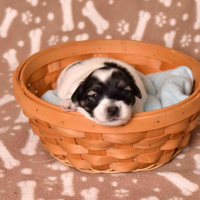 Coton de Tulear Puppies media 22