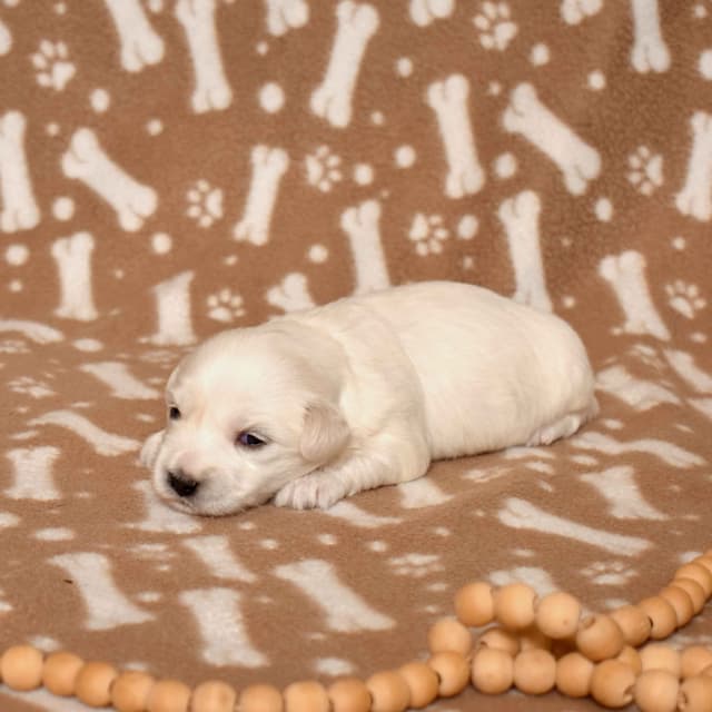 Coton de Tulear Puppies media 24