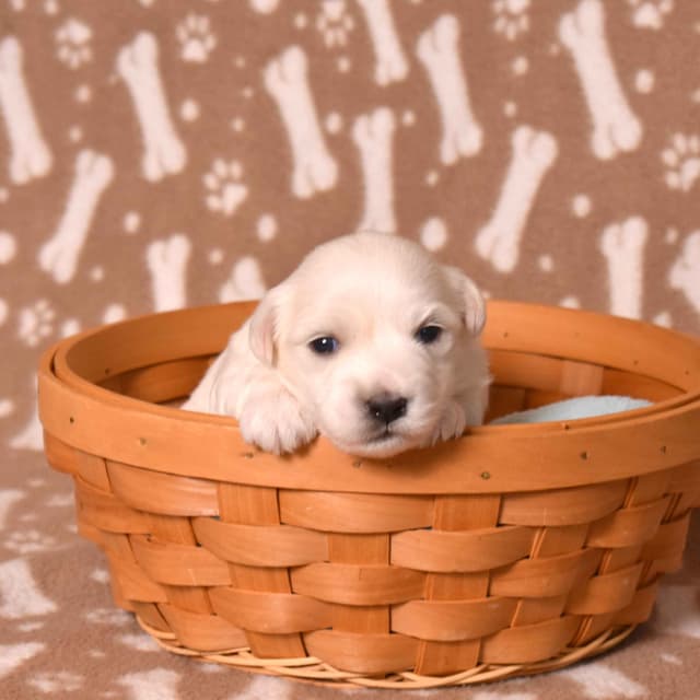 Coton de Tulear Puppies media 23