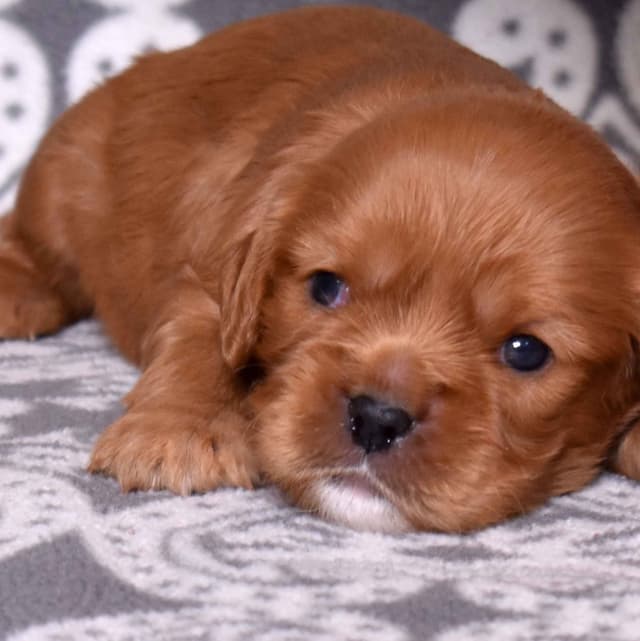 Adorable Cavalier King Charles Spaniel Puppies media 2
