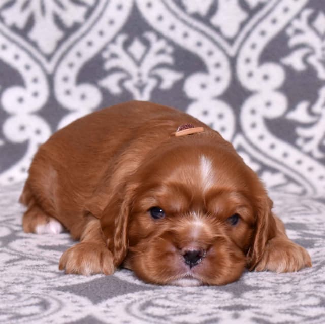 Adorable Cavalier King Charles Spaniel Puppies media 8