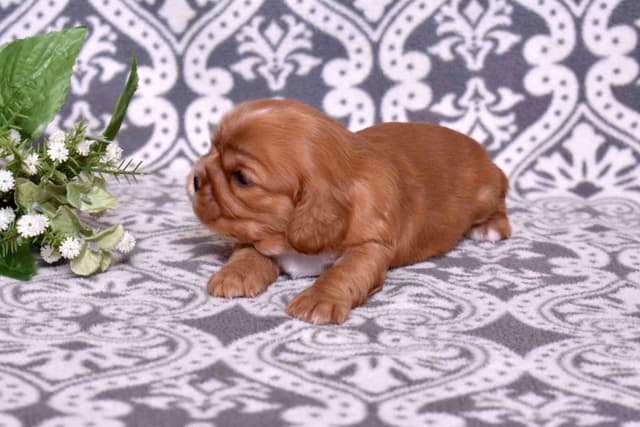Adorable Cavalier King Charles Spaniel Puppies media 11