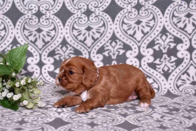Adorable Cavalier King Charles Spaniel Puppies media 5