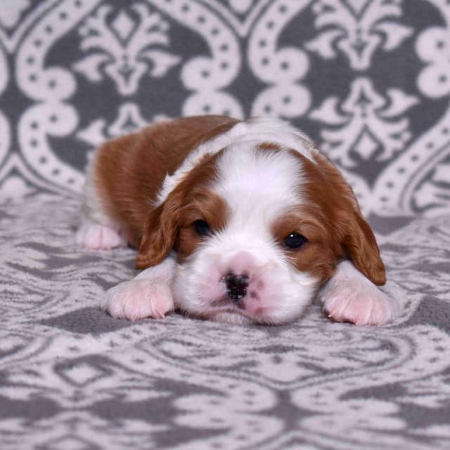 Adorable Cavalier King Charles Spaniel Puppies media 6