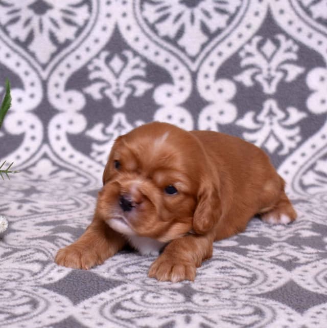 Adorable Cavalier King Charles Spaniel Puppies media 3